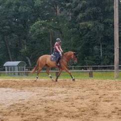 EWZ Reitausbildung Beatrix Held